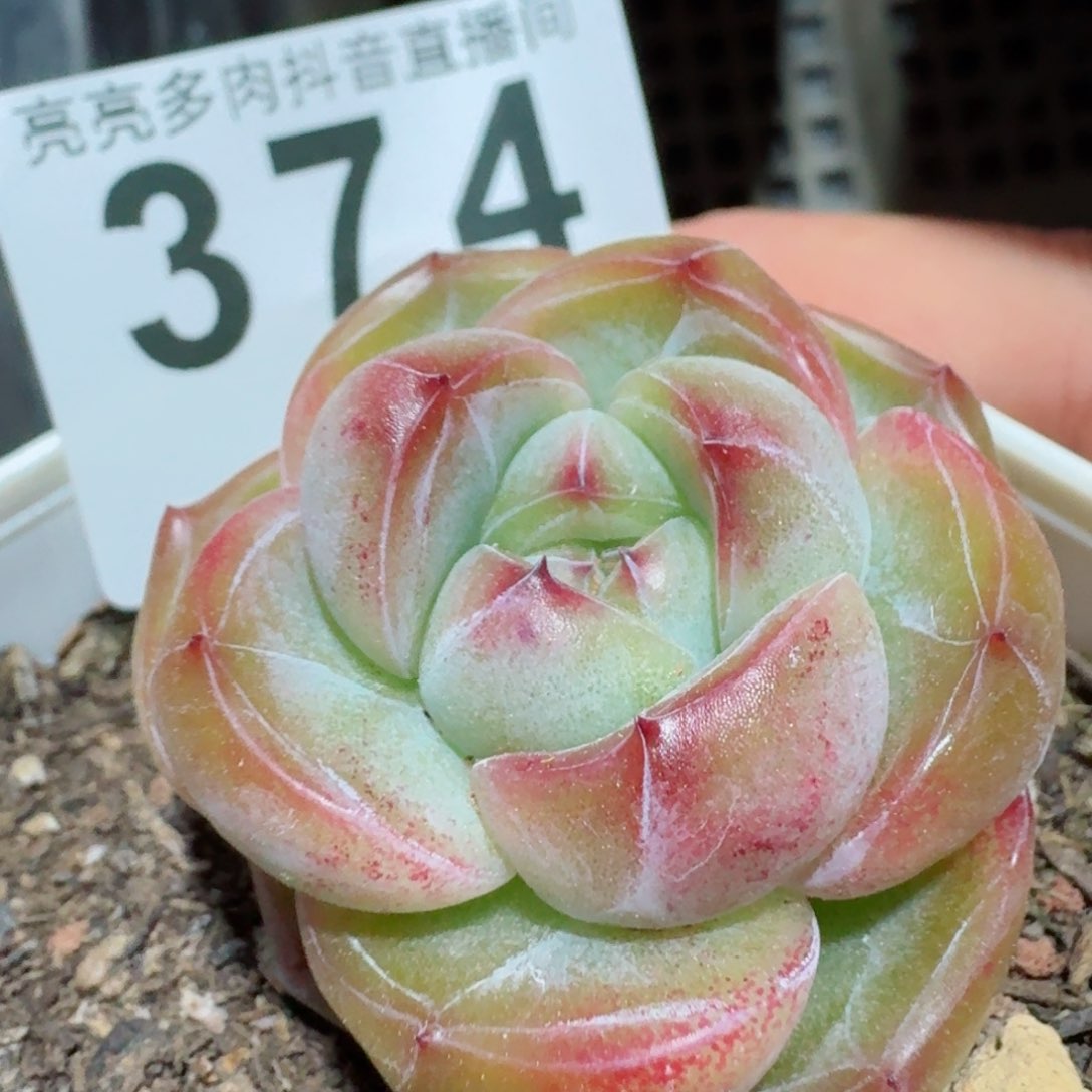 孤品珍妮         精品多肉