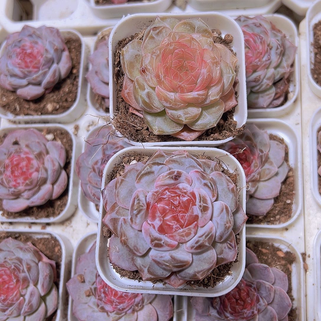 6.5厘米盆钻石精品冰魄组合2盆