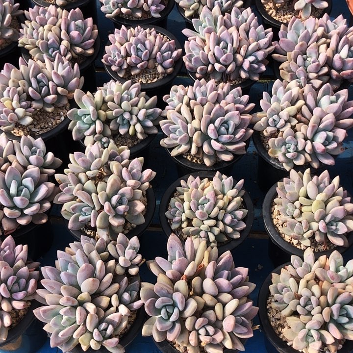 奥普平头老桩多肉植物