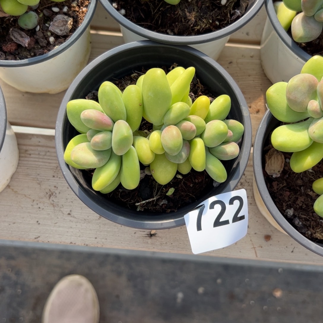 *****722 多肉植物组合盆栽