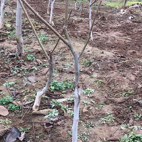 1***服文玩核桃树苗磨盘