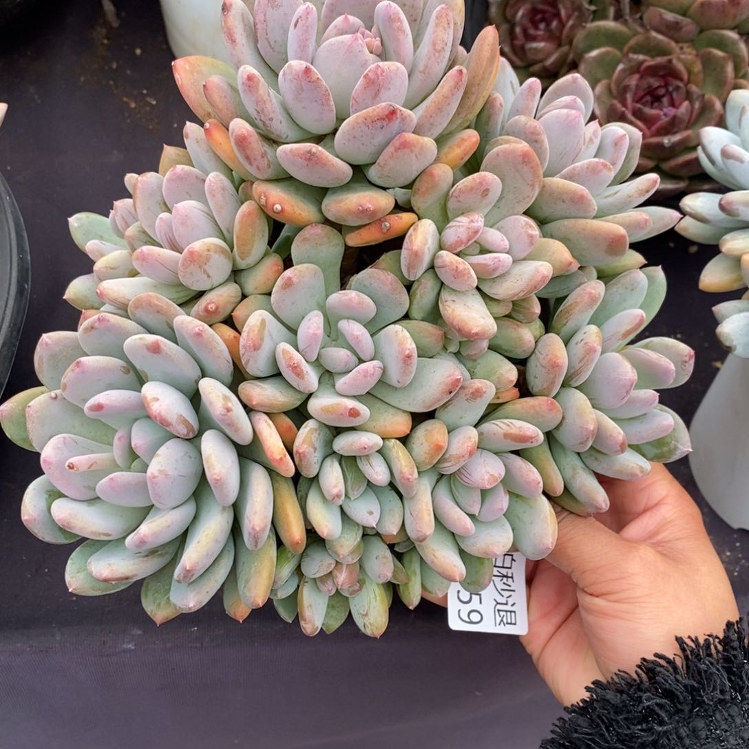 两单包邮1225-59灰姑娘