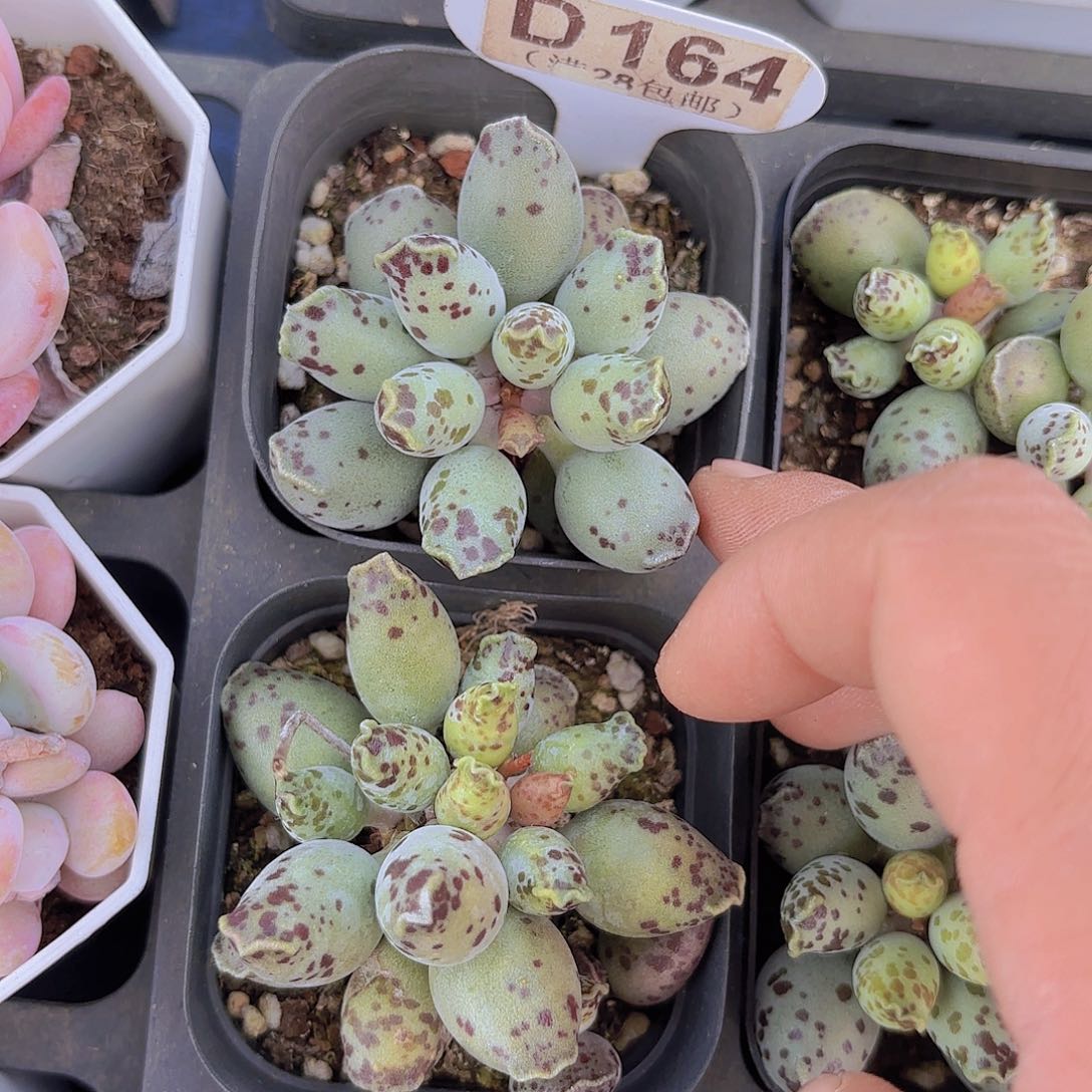 D164海豹一物一拍