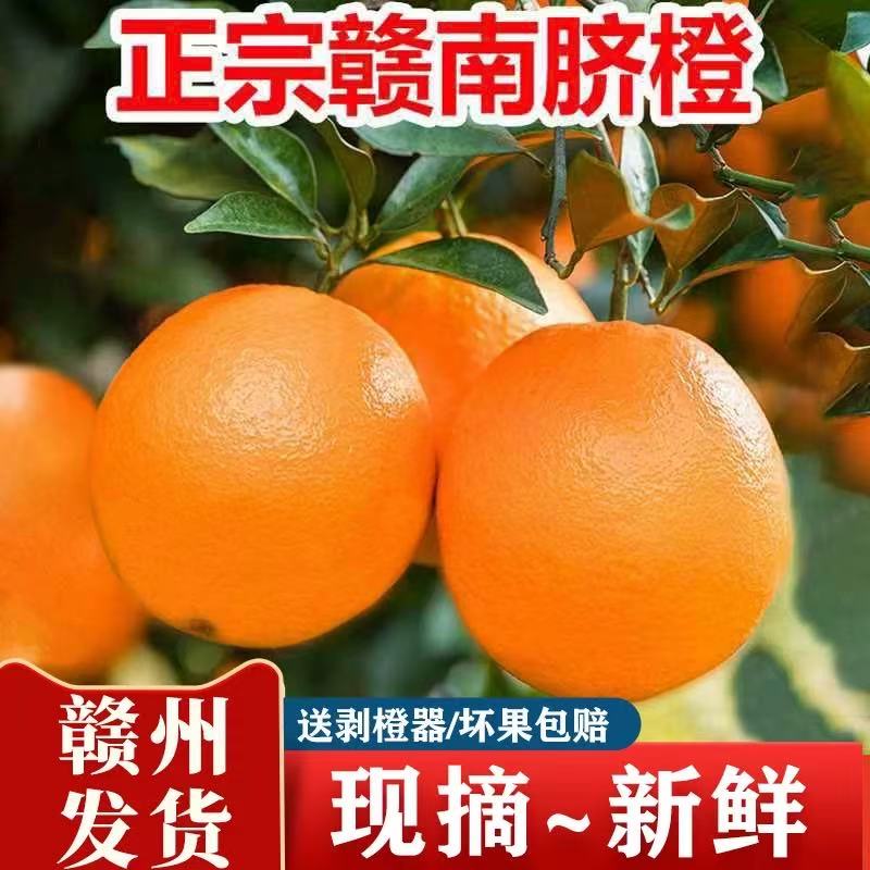 正宗江西赣南脐橙产地直发新鲜现采直发 zy