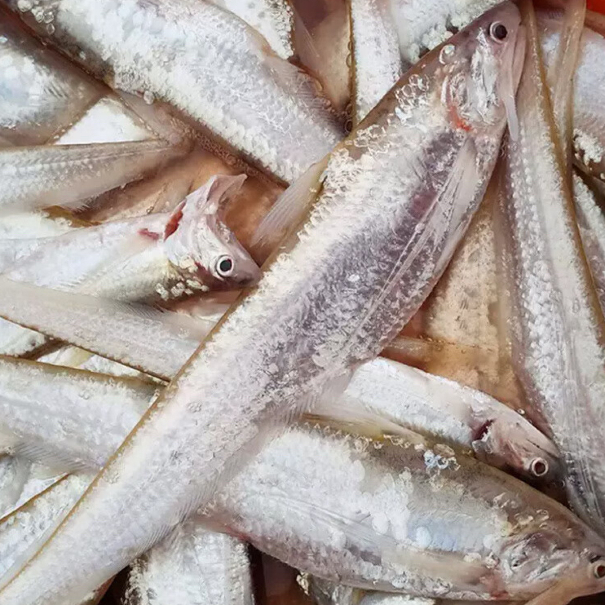 微山湖油炸野生毛刀鱼香炸低脂鲜嫩高蛋白美味