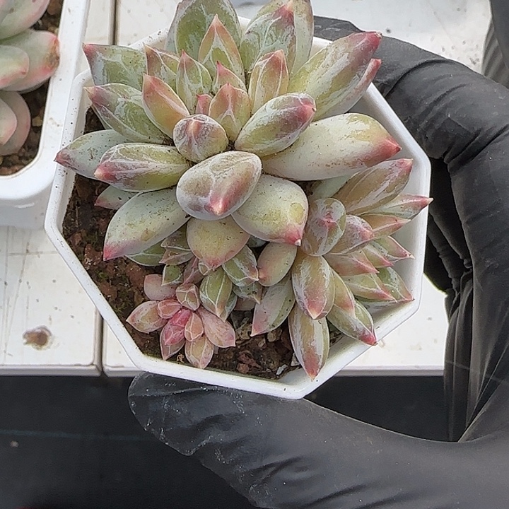 青蛙王子儿童牙膏11