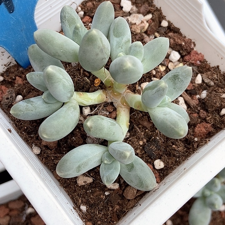 落***烟多肉植物乌拉奶442多肉