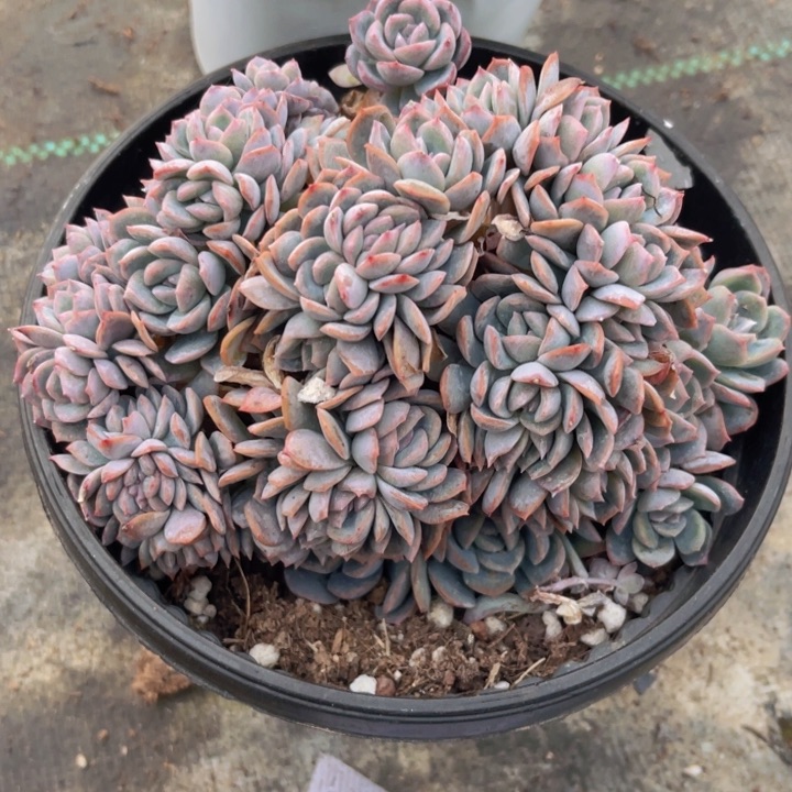 139莎莎女王缀多肉植物