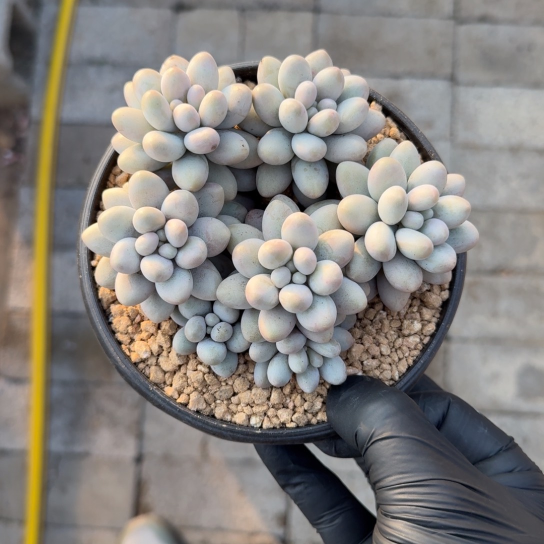 小汤圆11111111111111111111