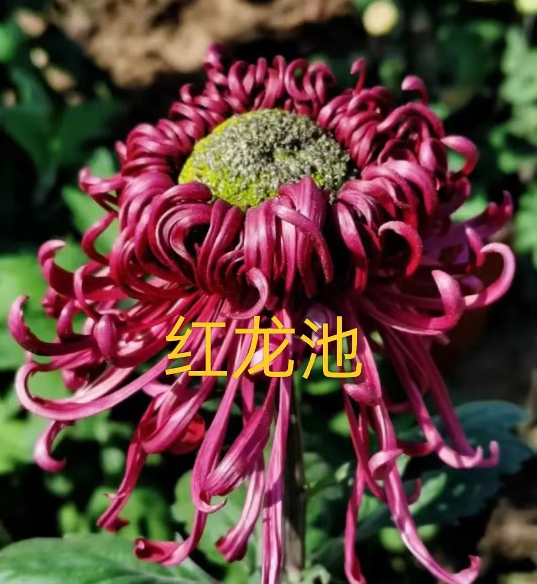 【红龙池】菊花盆栽带花苞发货大花特色花卉绿植