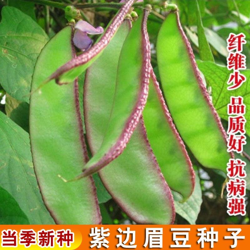 早熟扁豆种子四季紫红梅豆架豆菜豆角边红眉豆蔬菜种子