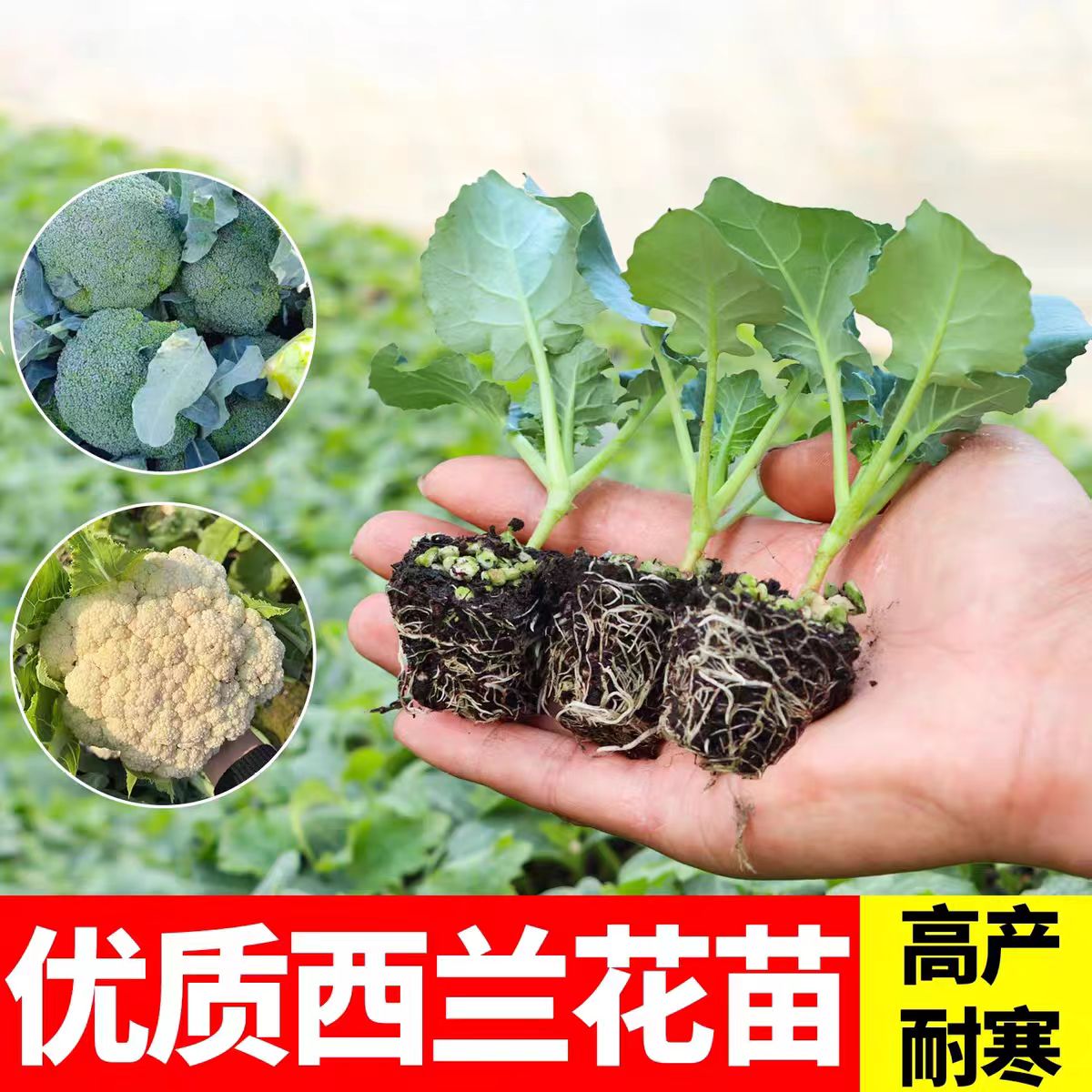 【西蓝花】苗秧苗耐热抗寒可越冬适合春夏秋种植