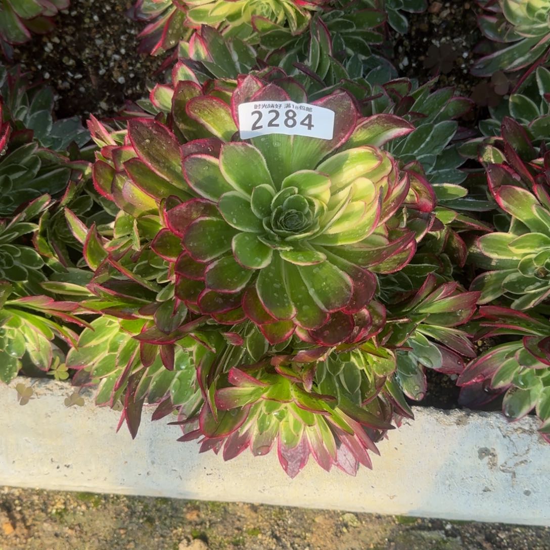 m*h2284海王多肉植物