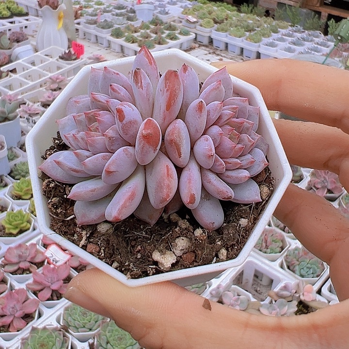 双头玉芙蓉带盆19包邮