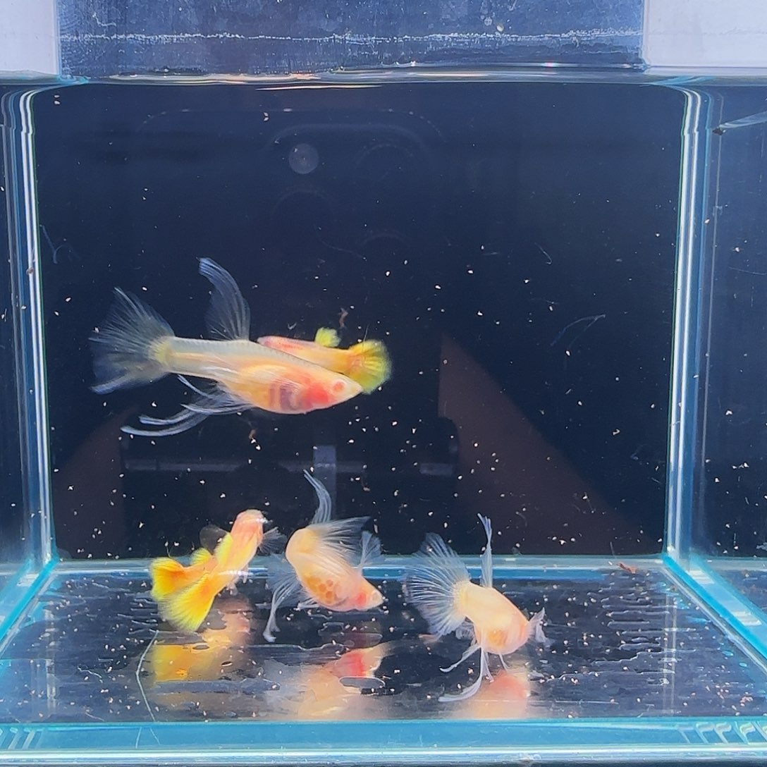 孔雀鱼黄金玻璃体大C 3对