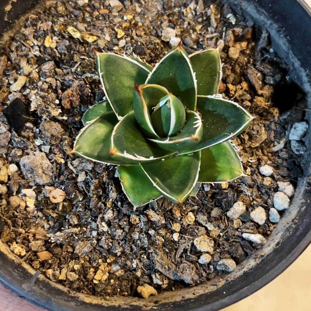 极*A型世之雪，潮流植物