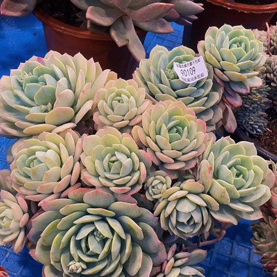 丽*梦恋曲90109多肉