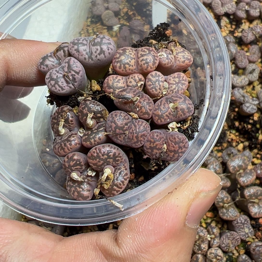 【闪购商品】张****轩 863。    