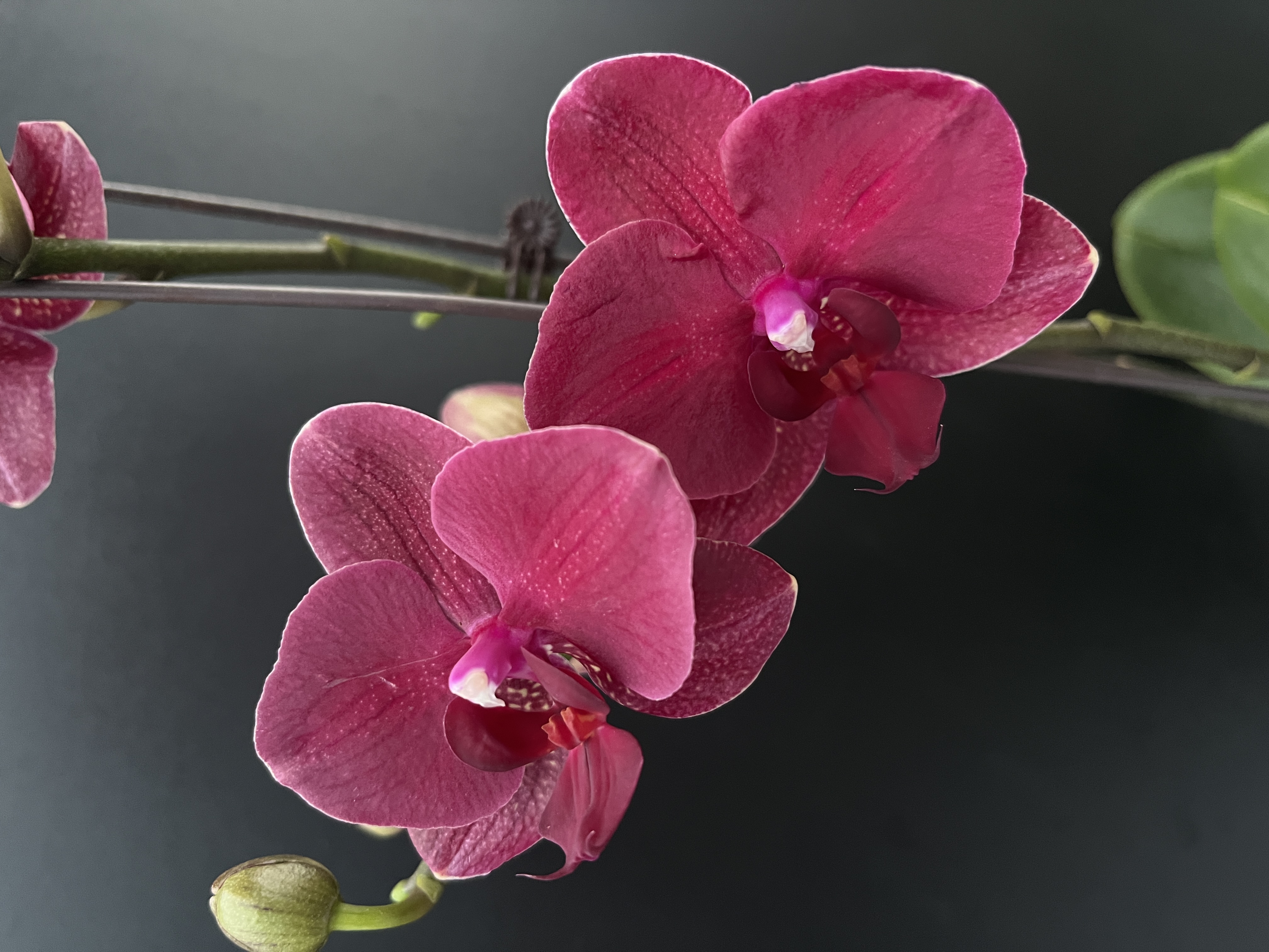 【苗子福利品】两颗梦语花卉蝴蝶兰安祖系列欧品花蜡质开花株五售后