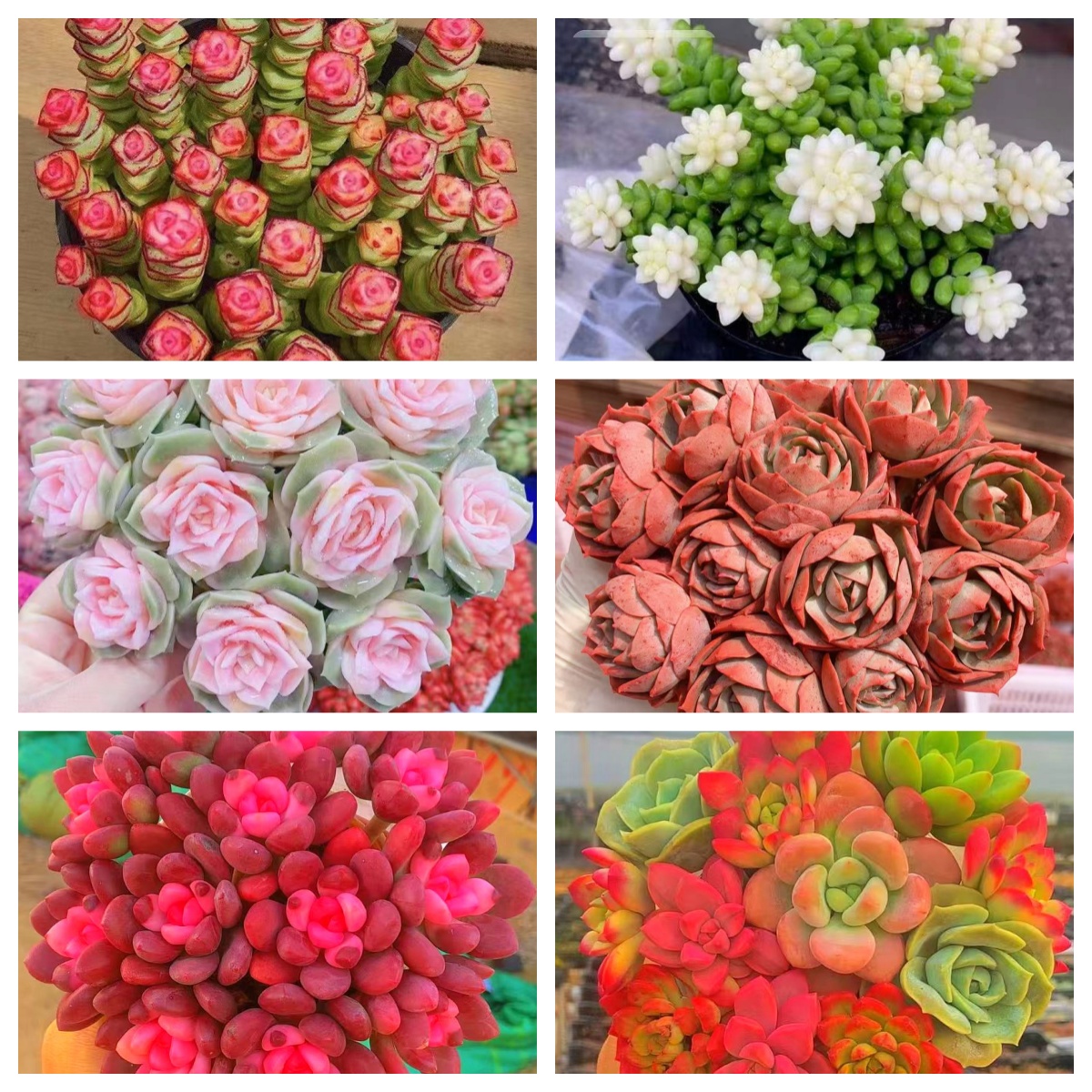 MS 多肉满满一大箱 6大盆. 好看又好养.云南发