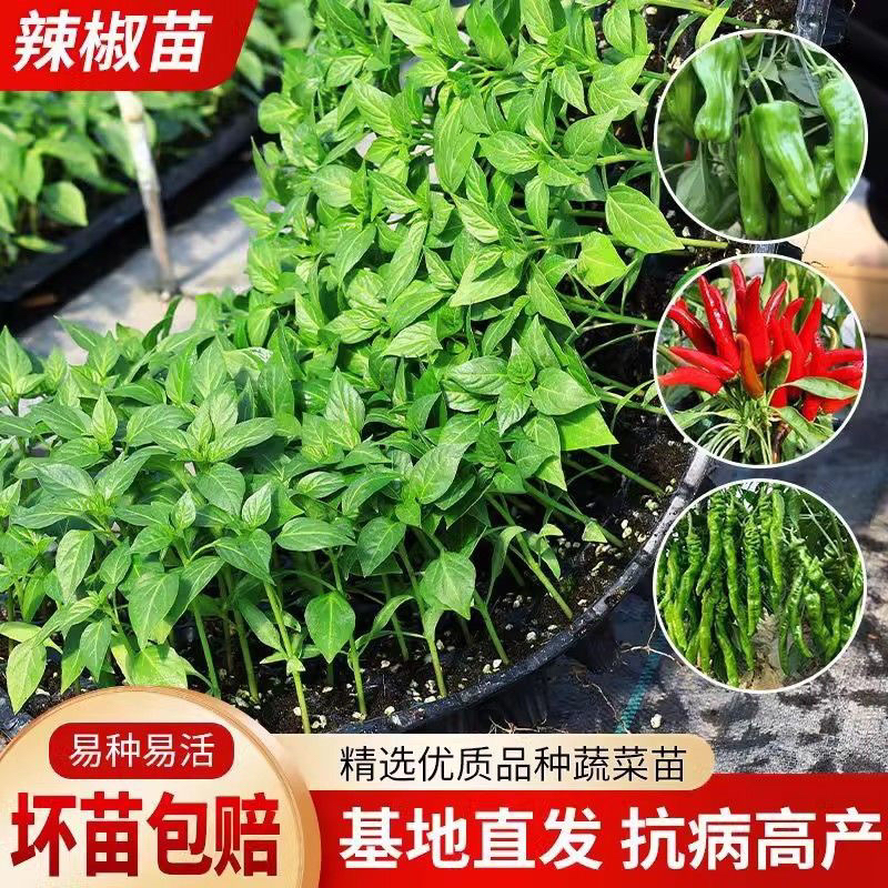 【高产辣椒苗】四季辣椒苗早熟螺丝椒长线椒牛角椒薄皮椒蔬菜种子