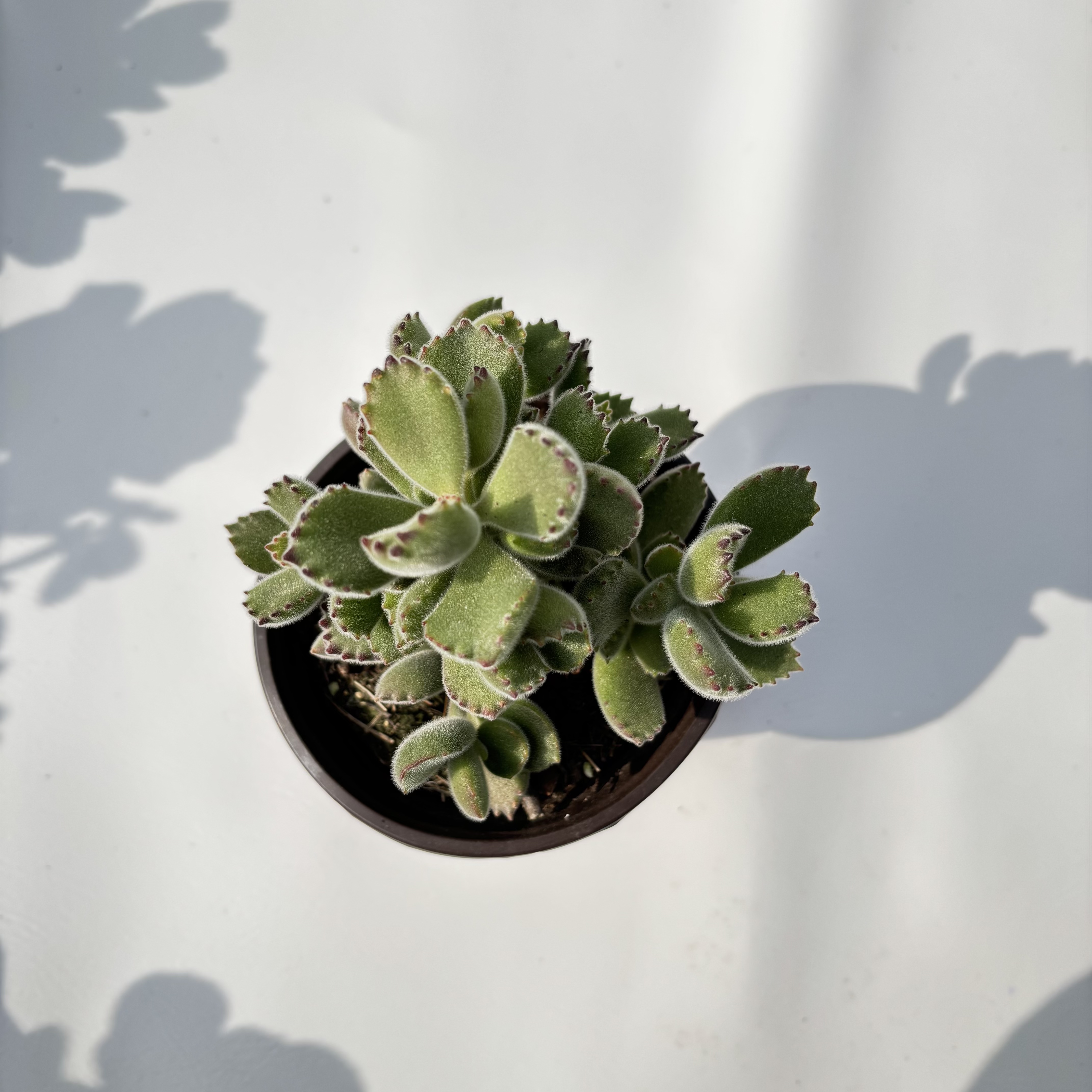 熊童子 （脱土发）呆呆多肉植物 18包邮 新手好养