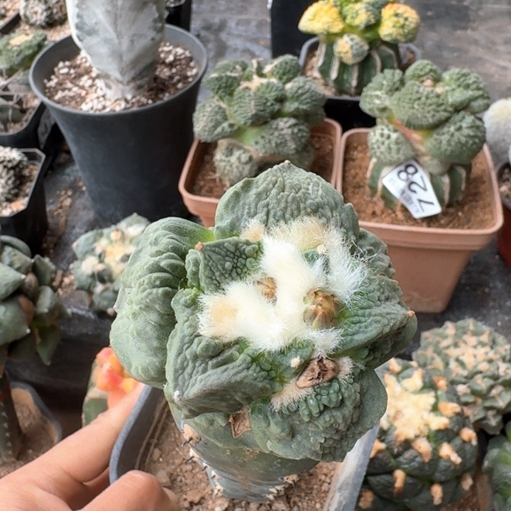 056精品怒涛牡丹仙人球
