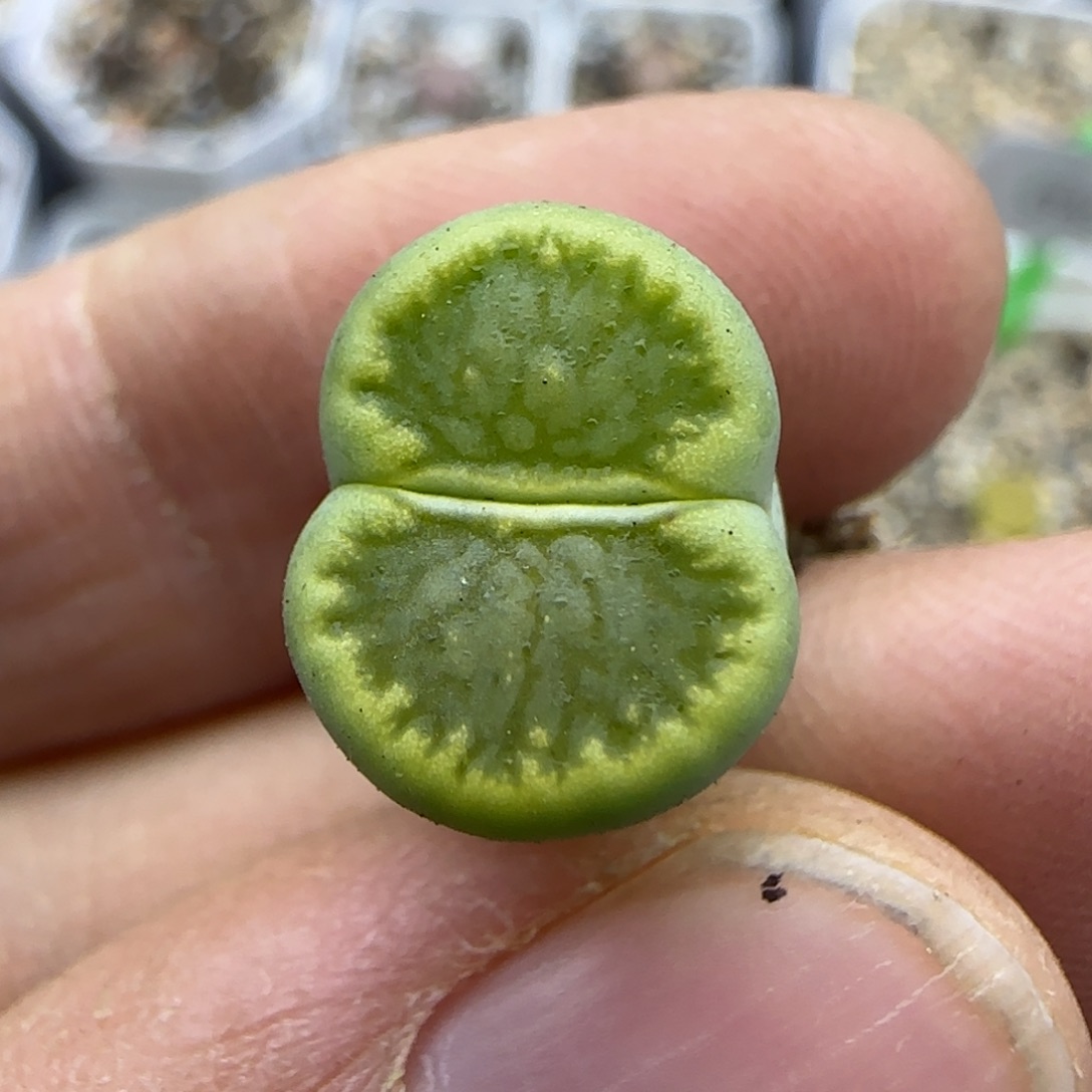 535 清框福利30包邮