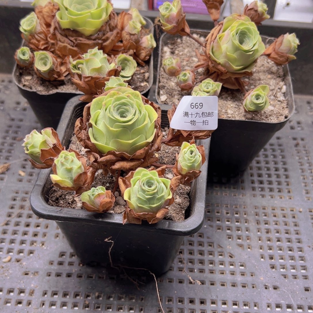 669 侧牙掉了不包损无售后