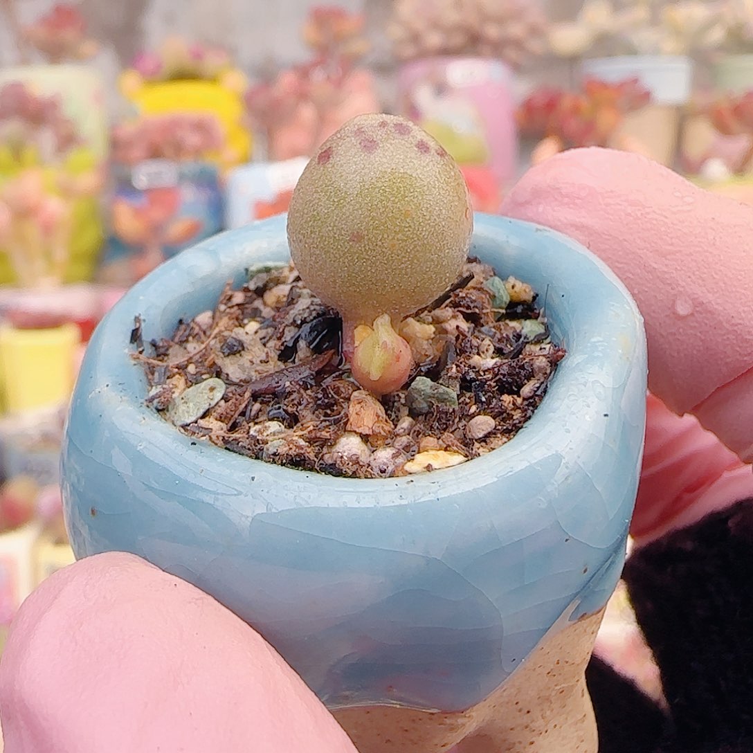 L 圆滚滚黄金豹 盆口2.5cm