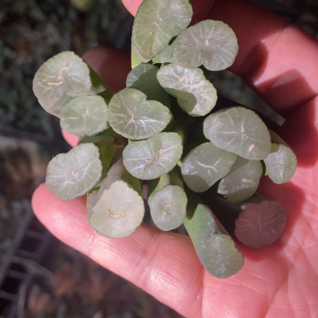 1808 一颗实生短腿武大郎万象 唯一一款短腿万象品种 