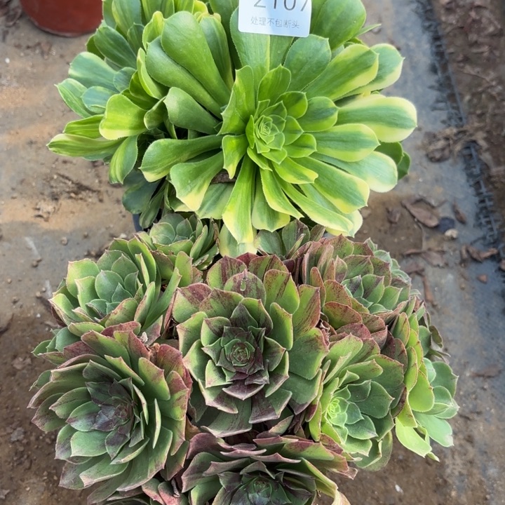 2颗多肉处理不包断头2107