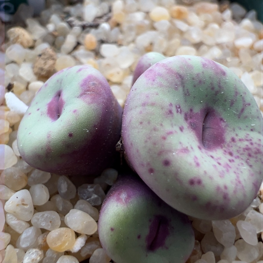 183。优选厚嘟嘴 427