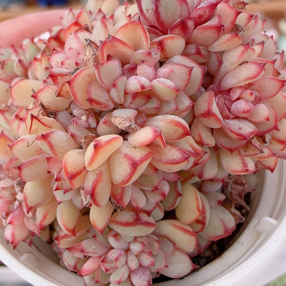 花语多肉1204-347甜茶