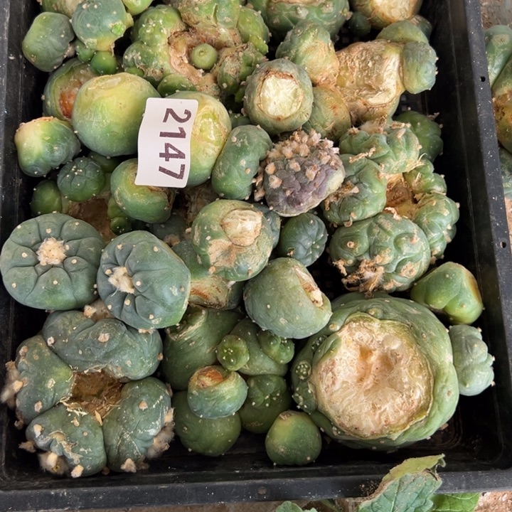 一筐海鲜仙人球组合2147号