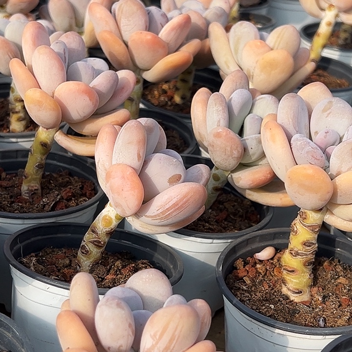 橙雪球         福利多多