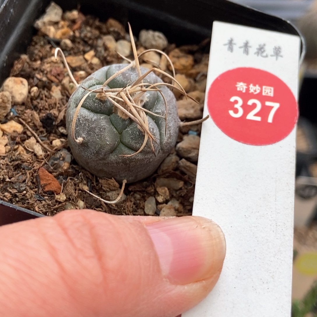 实上蜡长刺乌城丸一颗，