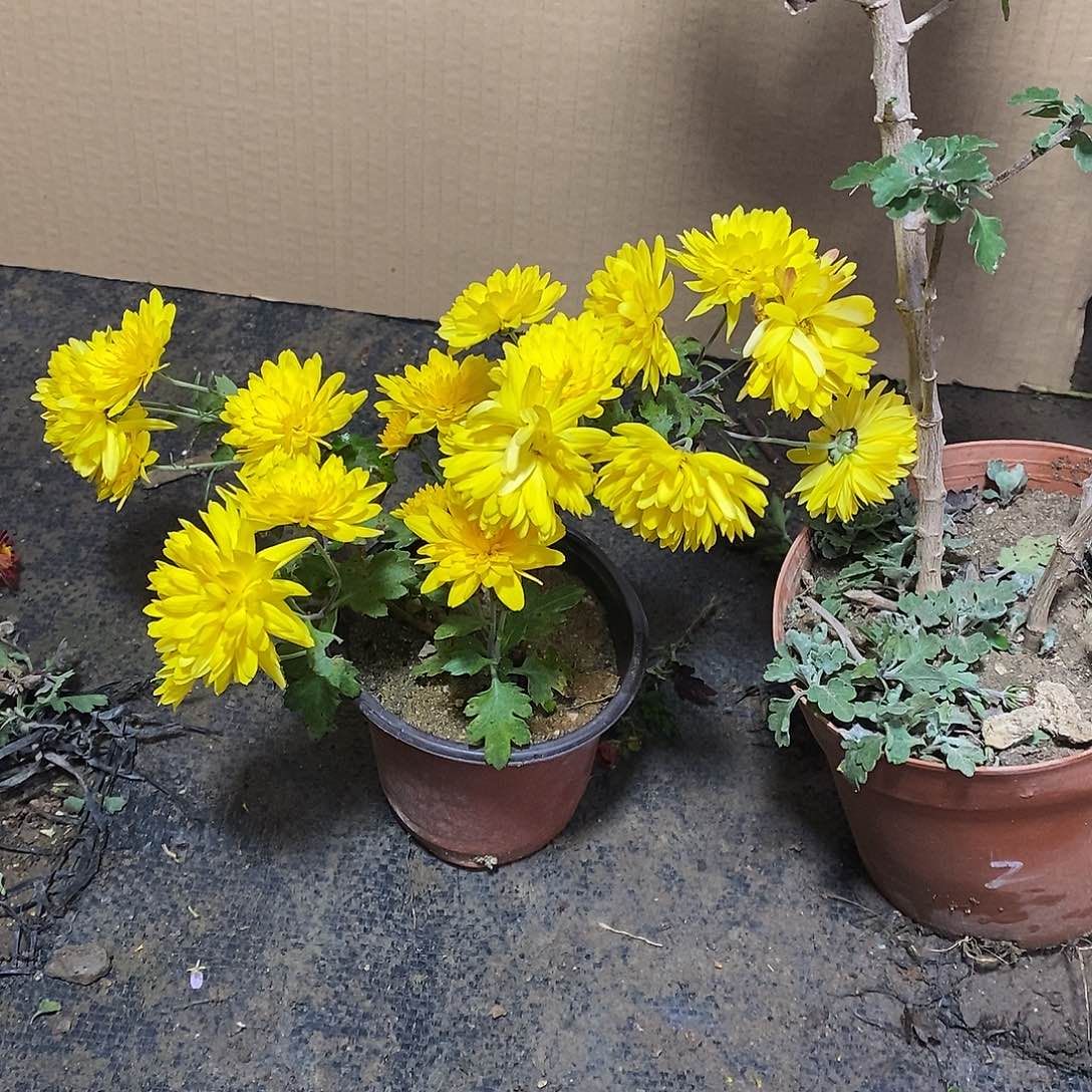 老***好完全开放菊花盆景里