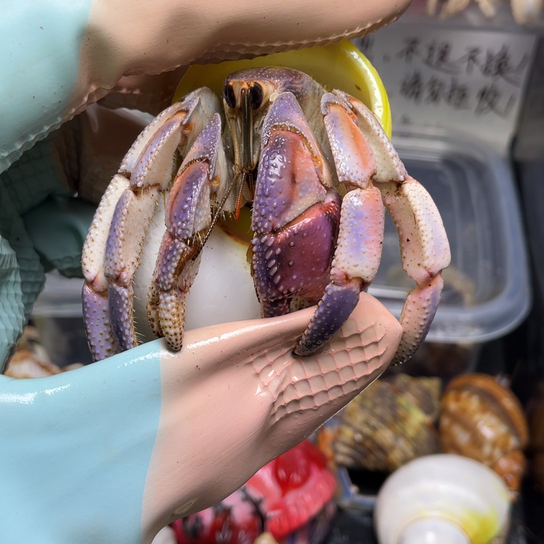 5号3.0口，紫陆寄居蟹