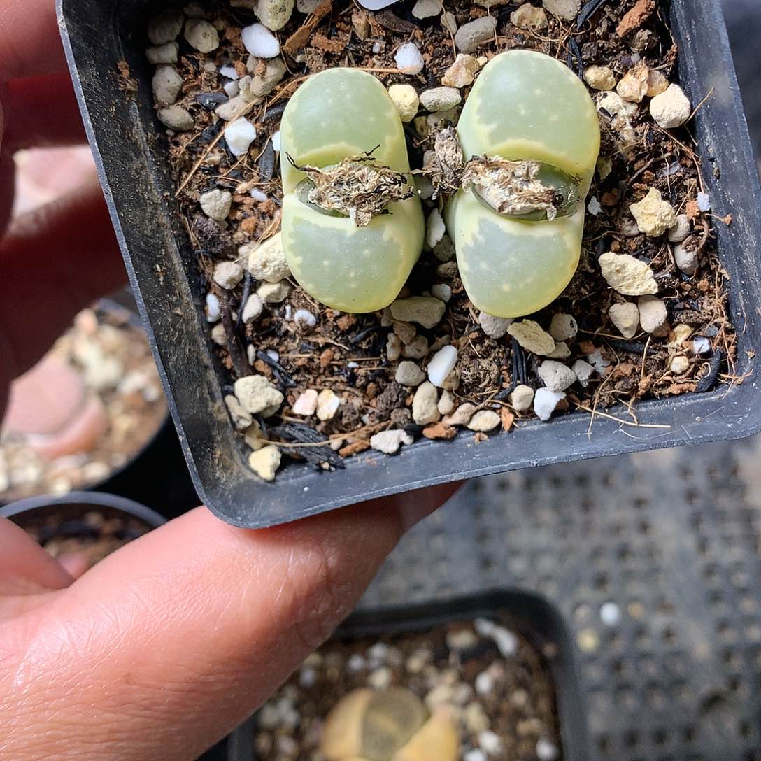 D188多肉植物保护研究所