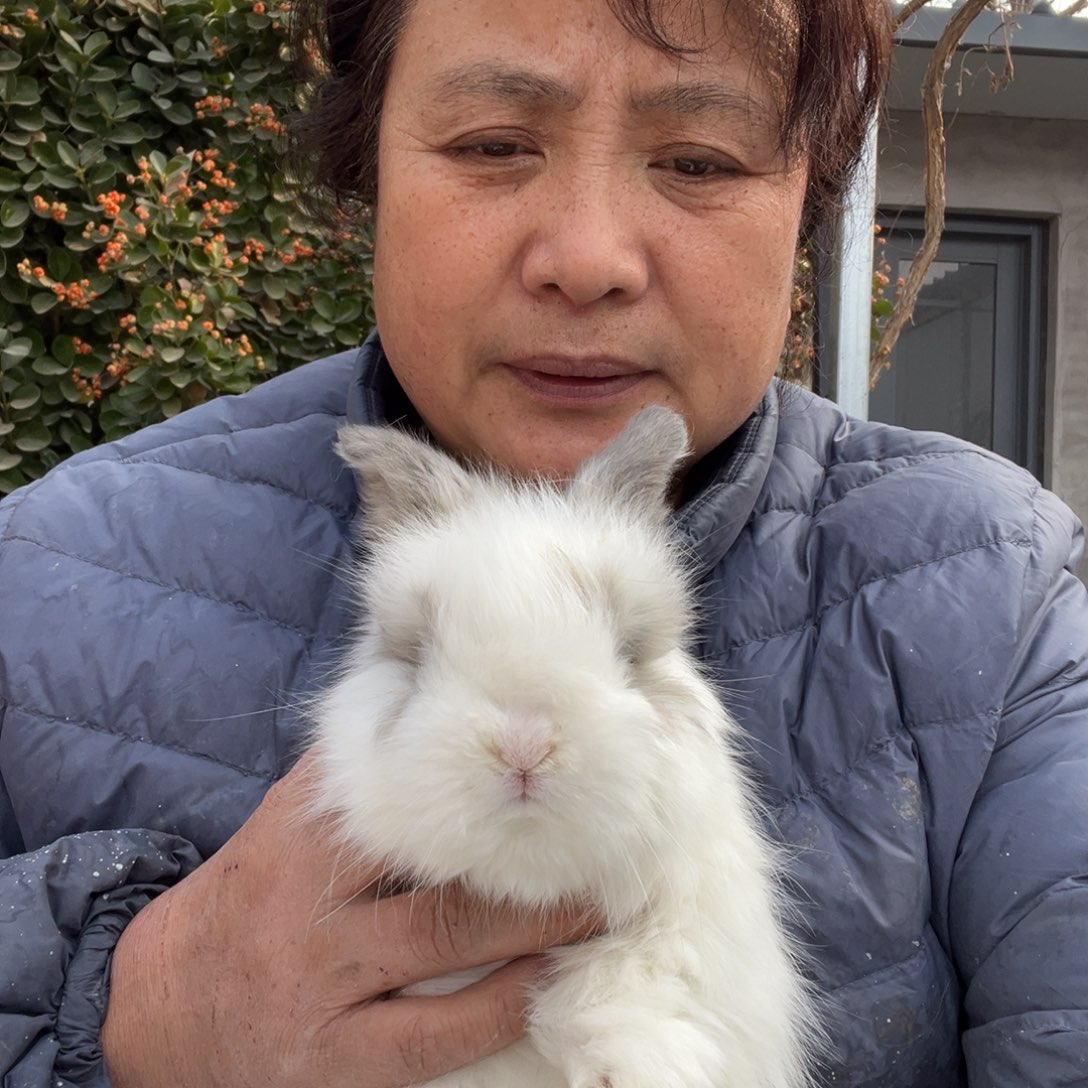 宠物兔英系安哥拉兔
