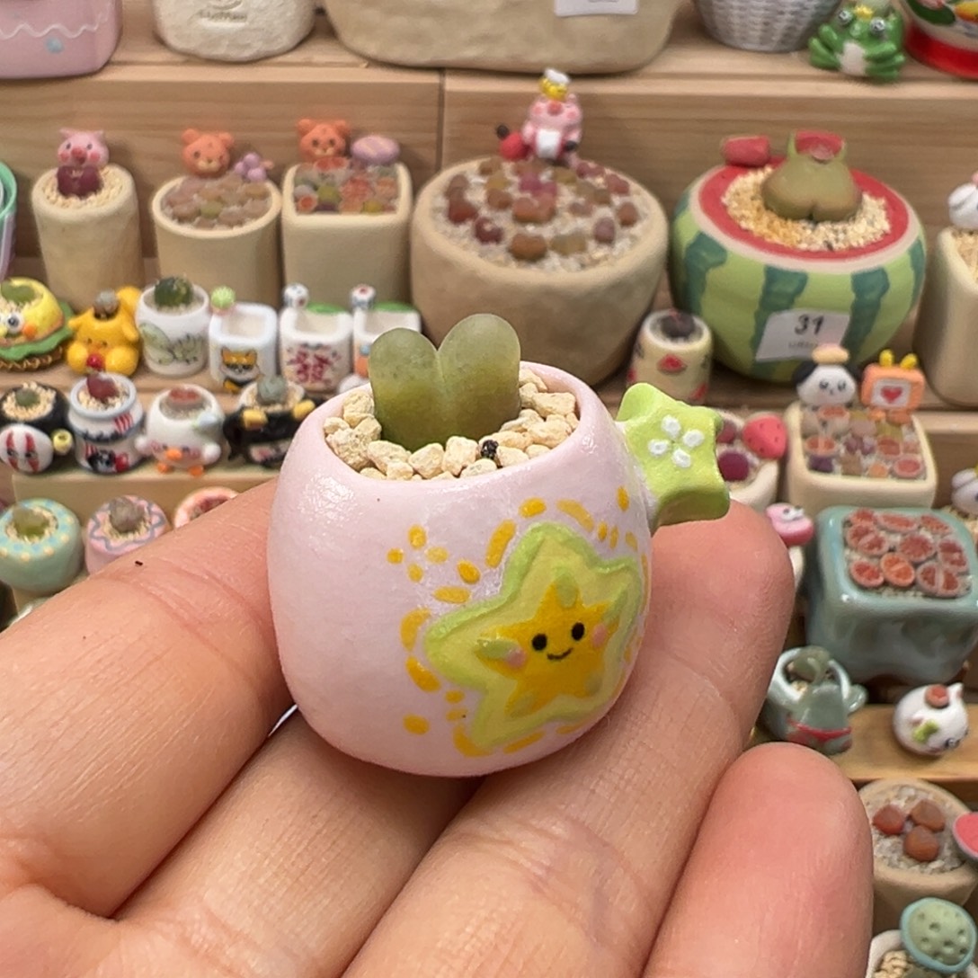 哈***丿多肉植物135号换种景天