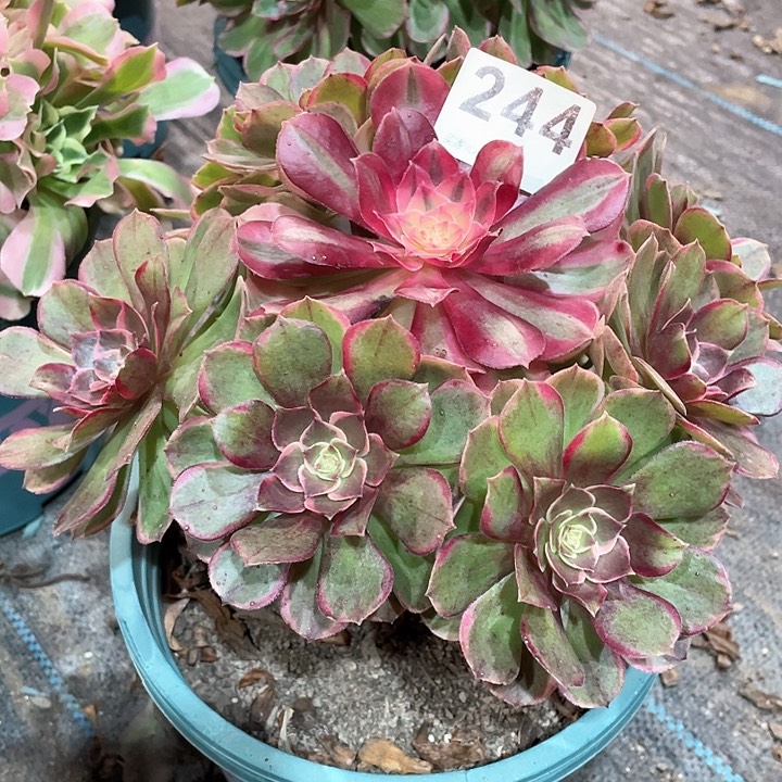 粉花妖244   冠幅23