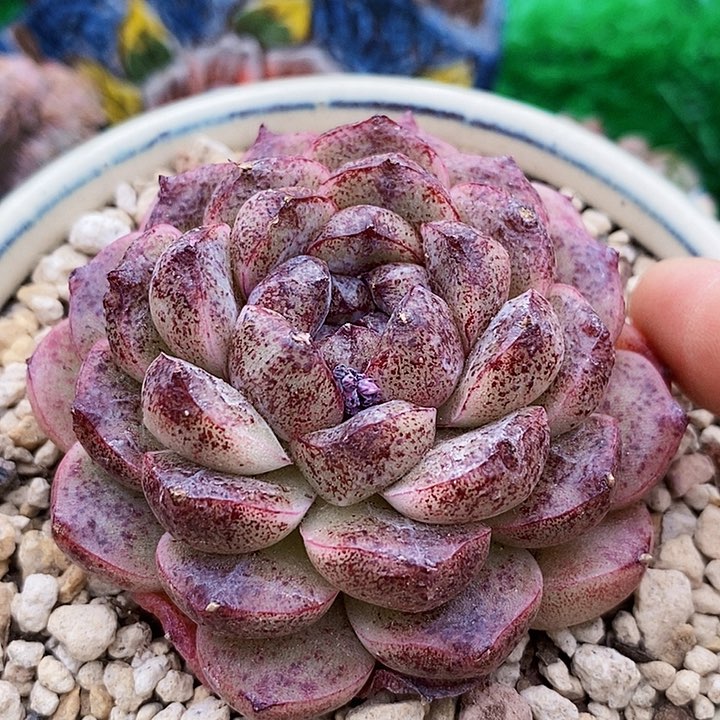 无名杂单头多肉黑色