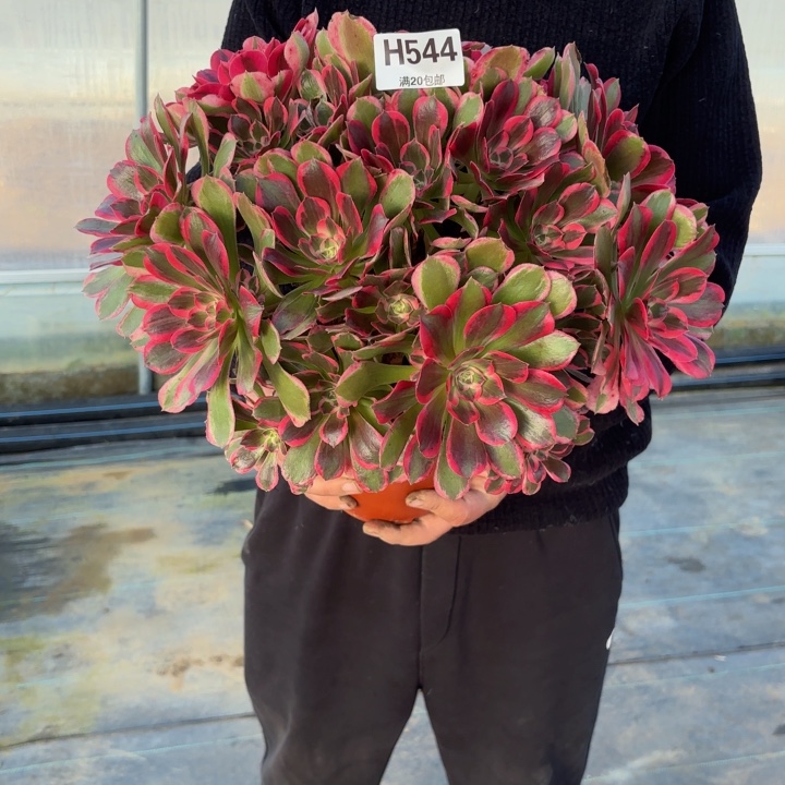 瑞妈，。。。。。544皇后，