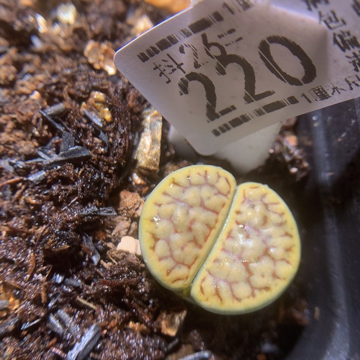 精品生石花26.220黑雪