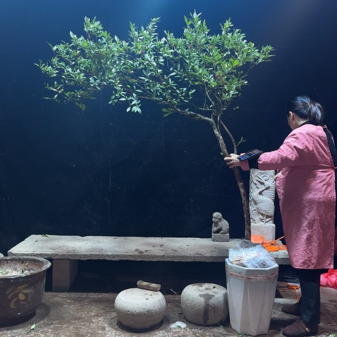 伟***完全开放栀子花造型树一物一拍