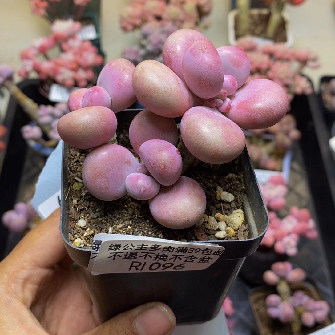 096腰子桃蛋多肉5c m