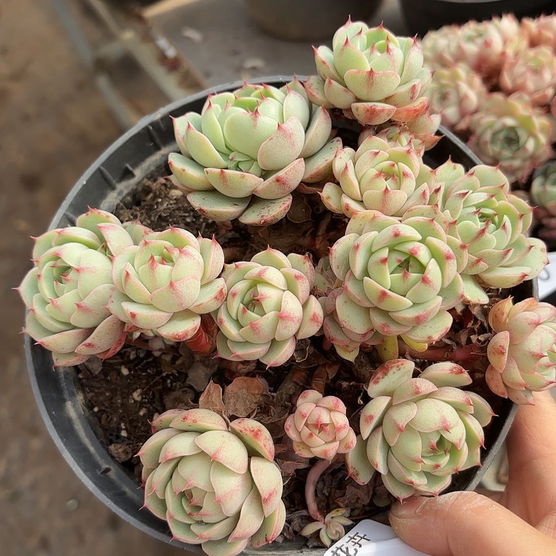 同温层多肉笨吧71