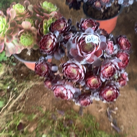 多肉植物黑664号不包断枝